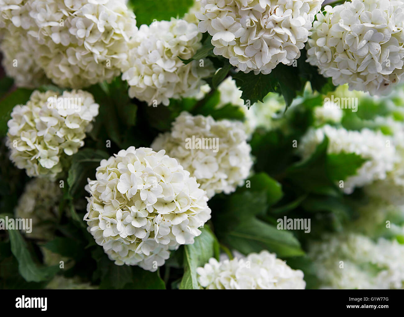 Boule blanche fleurs, Viburnum opulus belles fleurs arrondi blanc Photo  Stock - Alamy