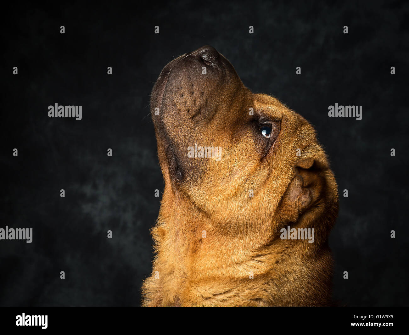 Shar Pei chien japonais appelé Dexter Banque D'Images