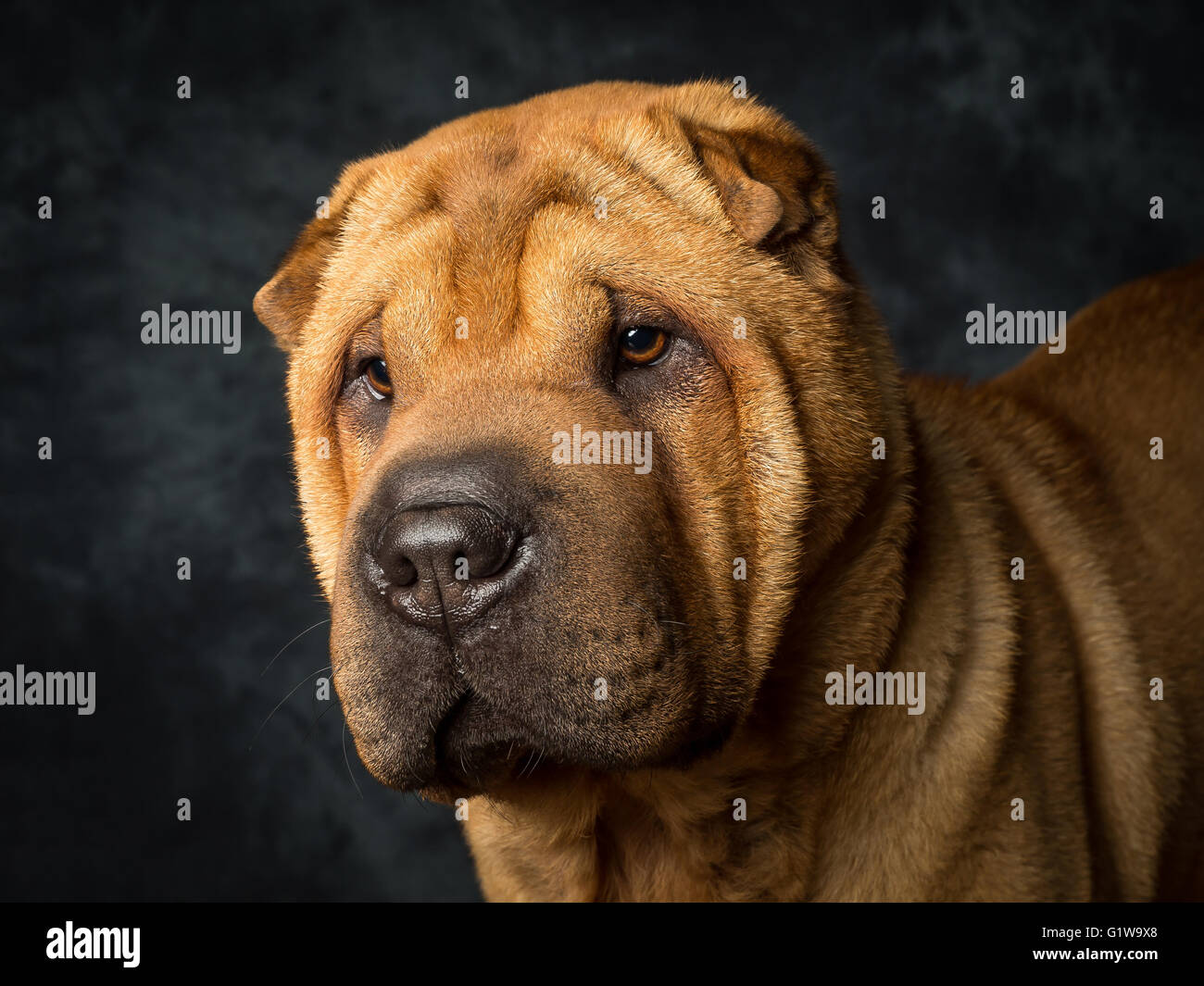 Shar Pei chien japonais appelé Dexter Banque D'Images