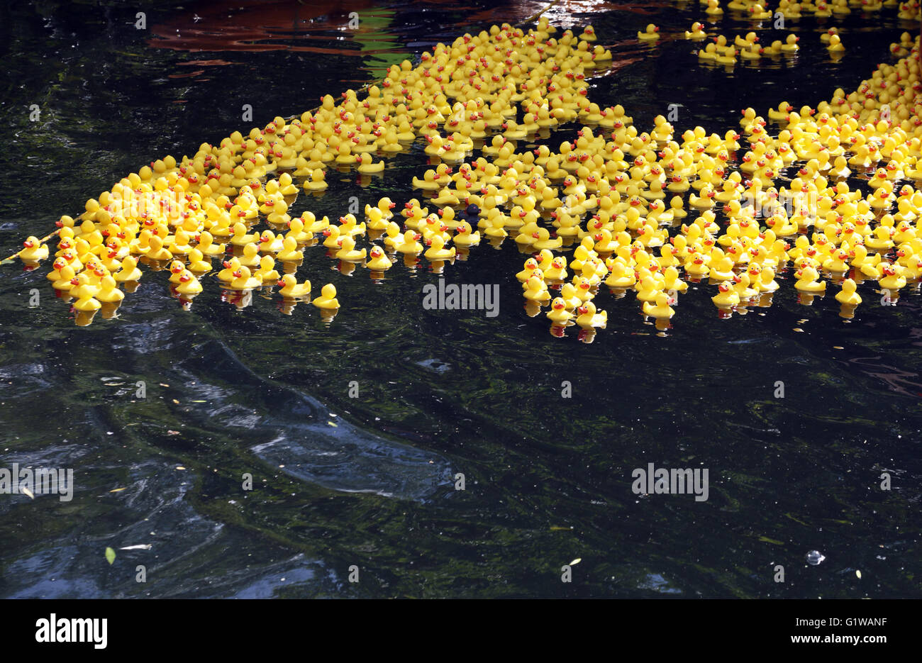 Course de canards. Banque D'Images