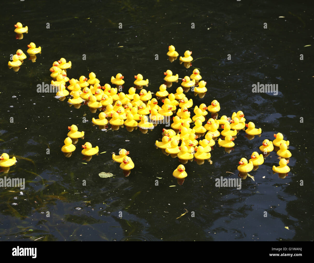 Course de canards. Banque D'Images