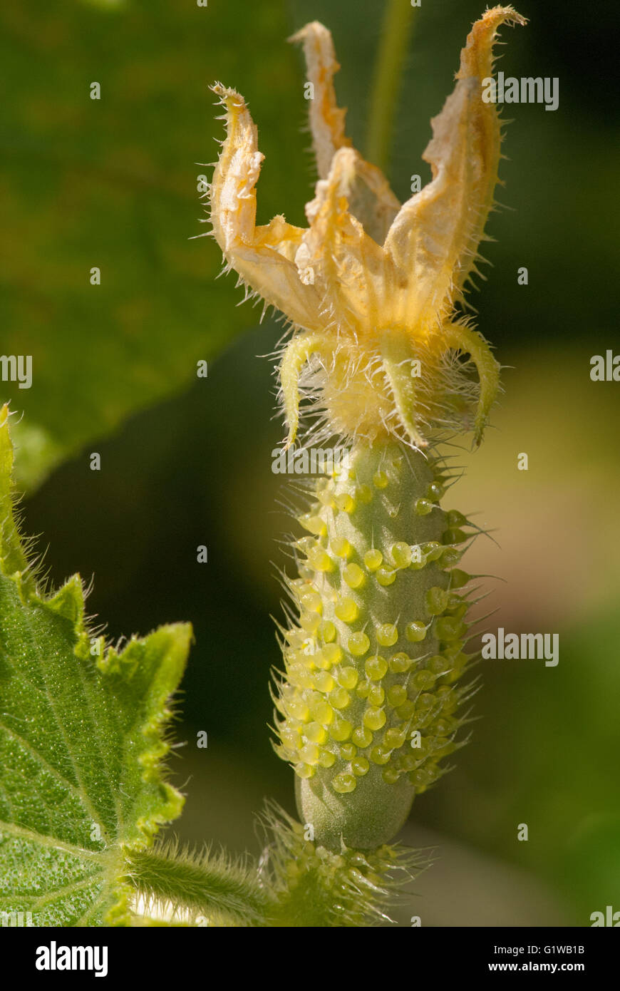 Concombre à la floraison jardin ensoleillé d'été. Gros plan macro. Banque D'Images