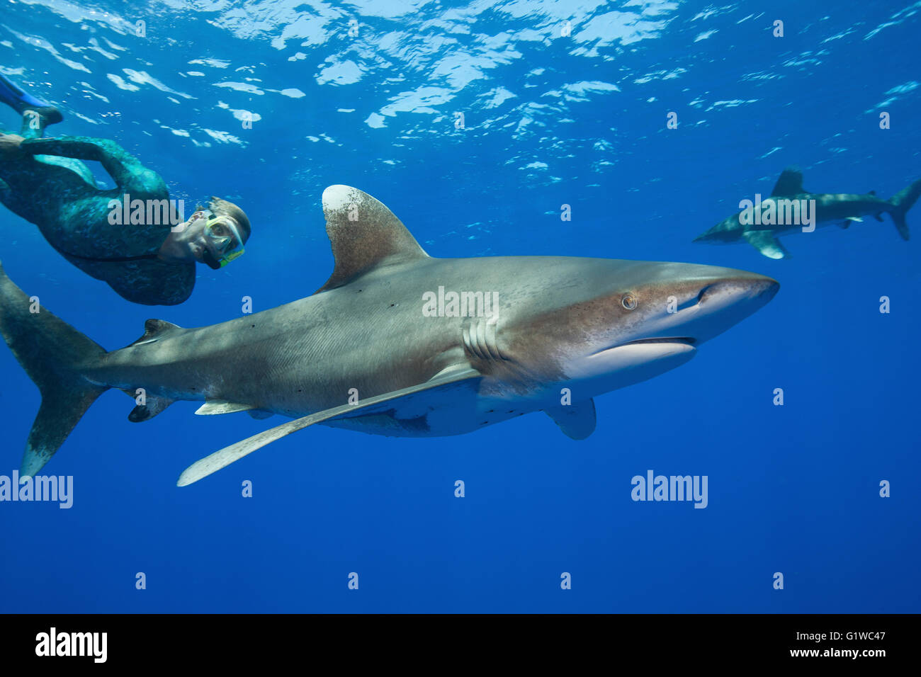 Snorkeler freedives derrière requin océanique. Banque D'Images