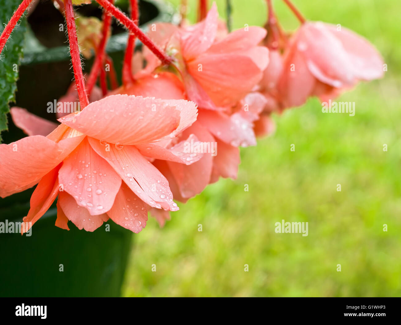 Begonia de couleur corail tous dans des gouttelettes après une pluie. Shallow DOF Banque D'Images