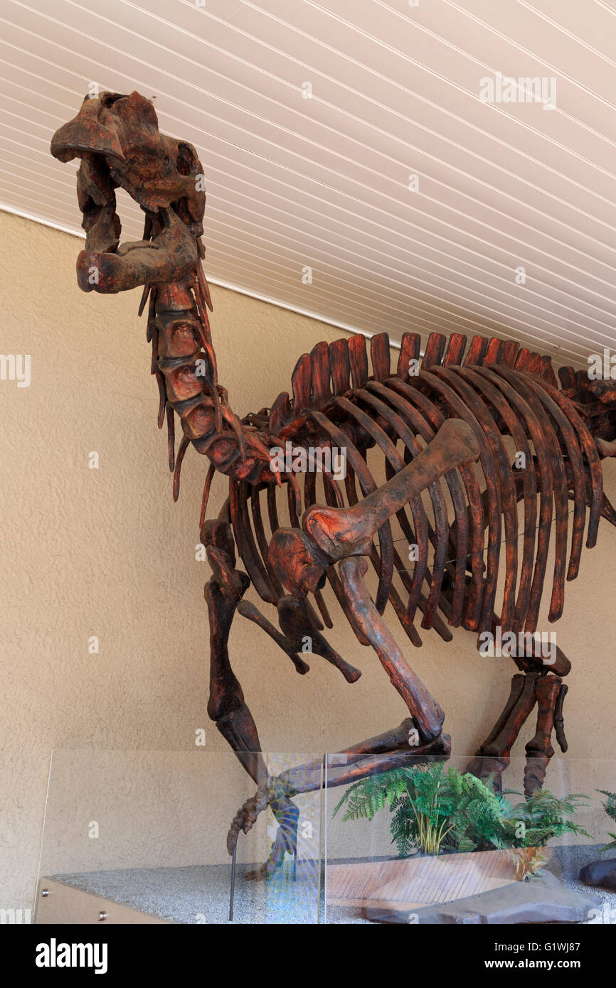 Muttaburrasaurus, Tasmanian Museum & Art Gallery, Hobart, Tasmanie, Australie l'île Banque D'Images