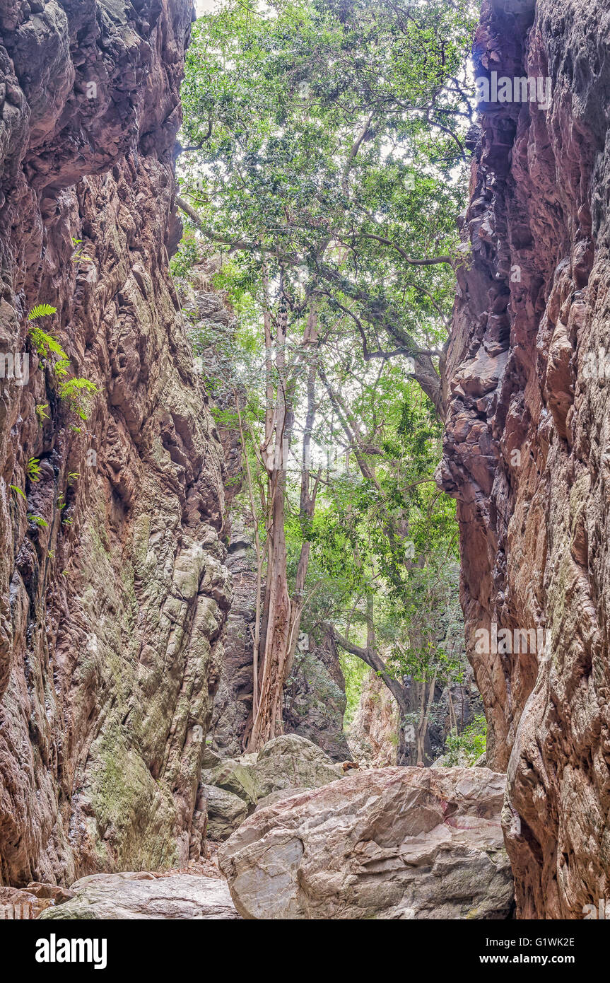 Un grand arbre dans l'étroite gorge sur la piste à Waterkloof Bo-Kloof dans le Baviaanskloof (vallée du babouin). Les fougères poussent sur les clif Banque D'Images