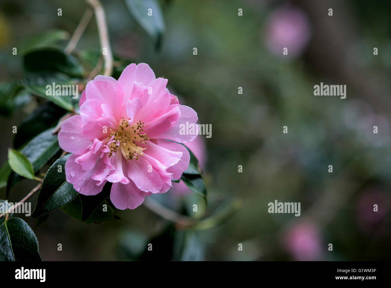 Camellia japonica x williamsii Banque D'Images
