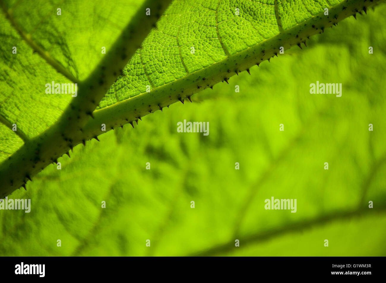 Gunnera manicata. Banque D'Images