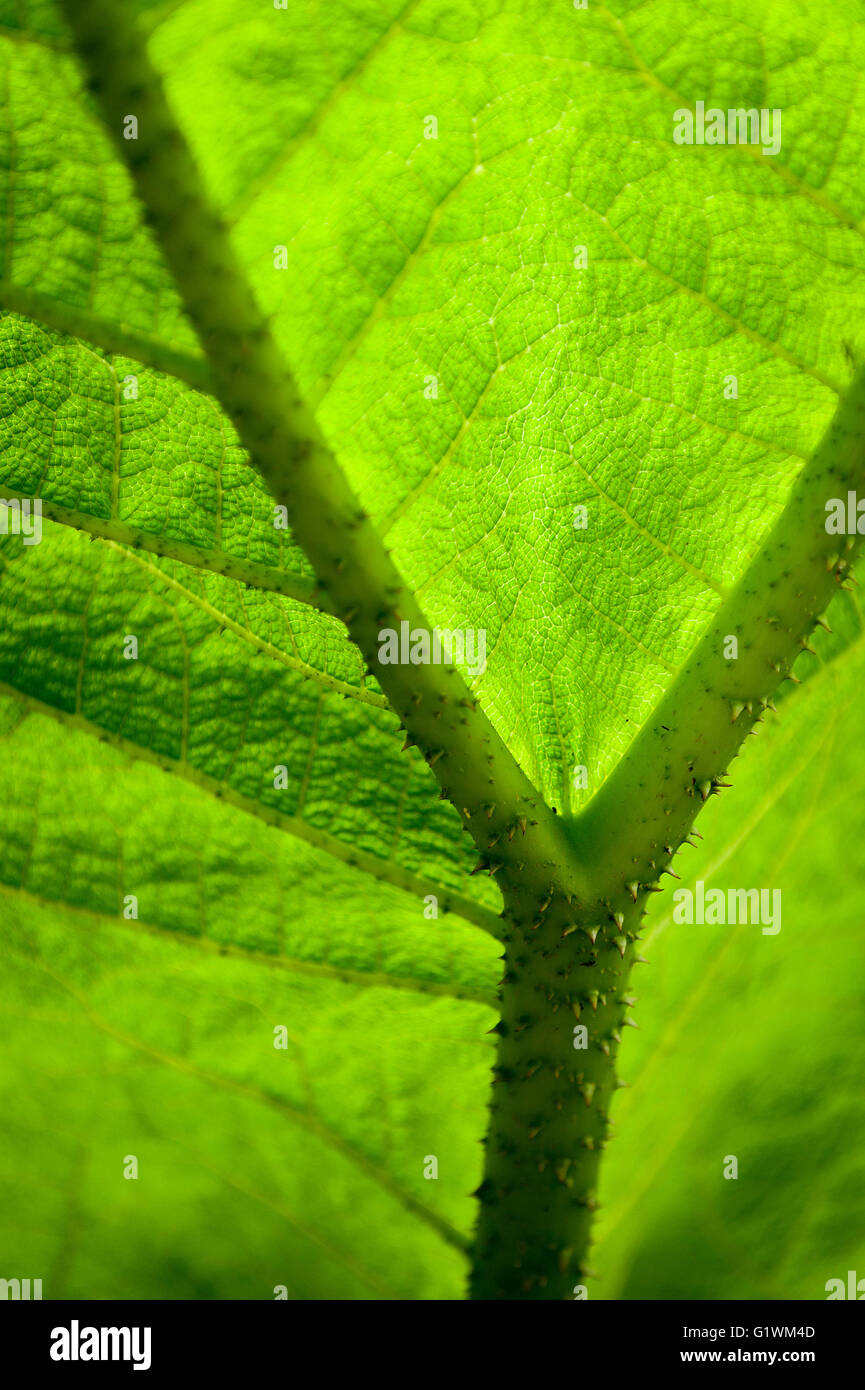 Gunnera manicata. Banque D'Images