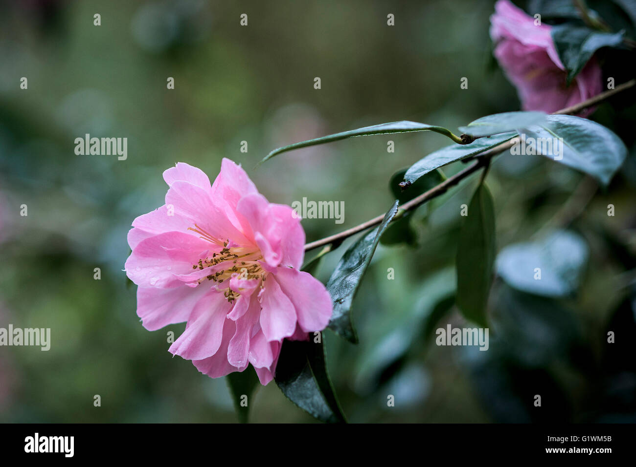 Camellia japonica x williamsii Banque D'Images