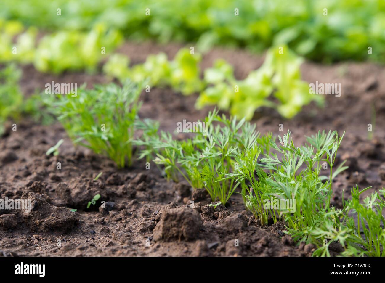 Les jeunes plantes carotte sprouting hors de terre sur un lit de légumes. Tourné avec une faible profondeur de champ. Banque D'Images