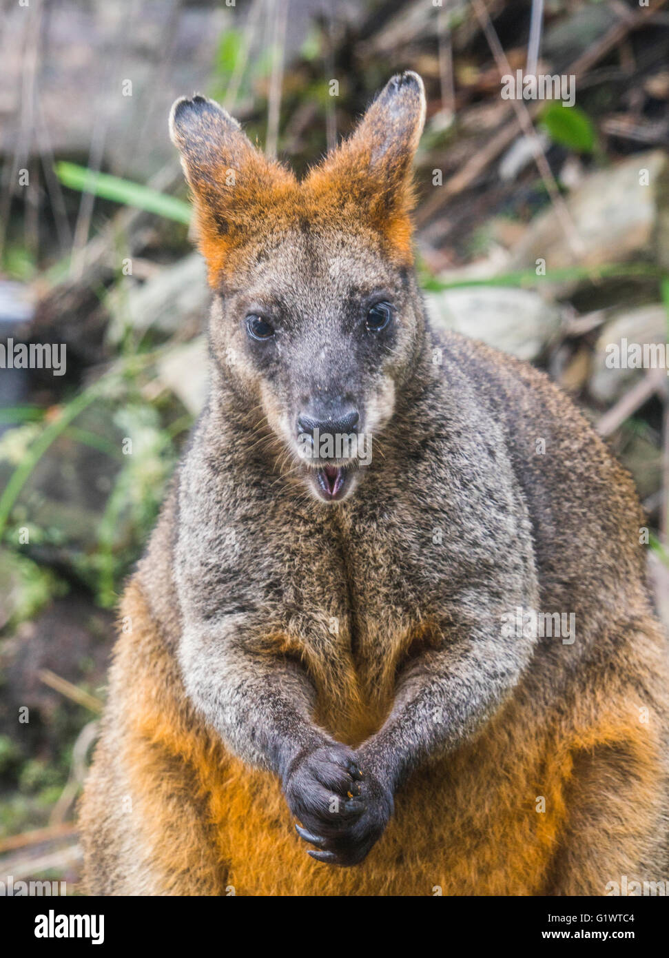 Bicolores, Wallabia bicolor, wildlive australienne indigène Banque D'Images