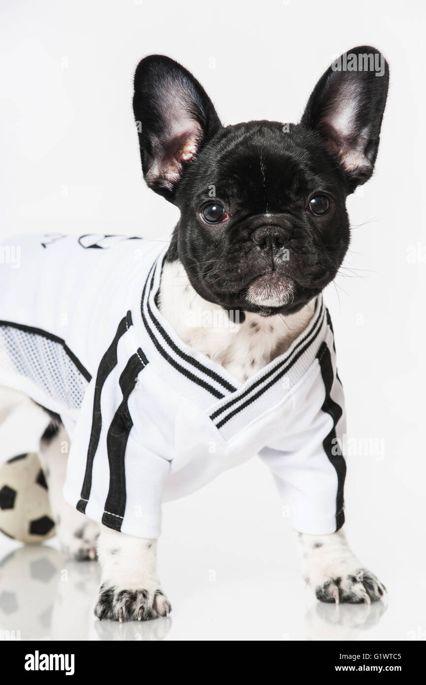 Bouledogue français chiot isolated on white Banque D'Images