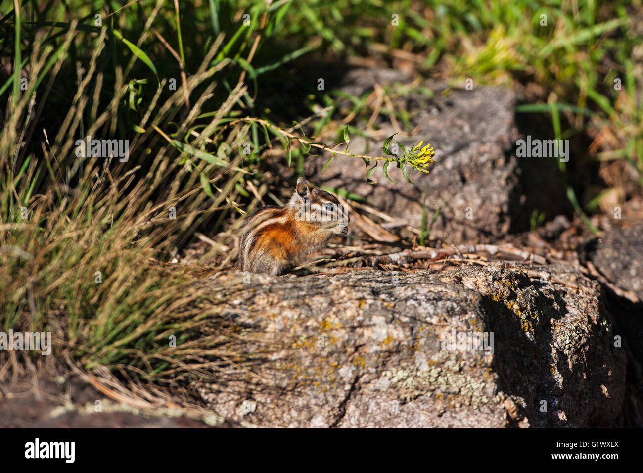 Moins chimunk Eutamias minimus est assis sur un rocher nourrir Estes Park Le parc national des Montagnes Rocheuses au Colorado USA Banque D'Images