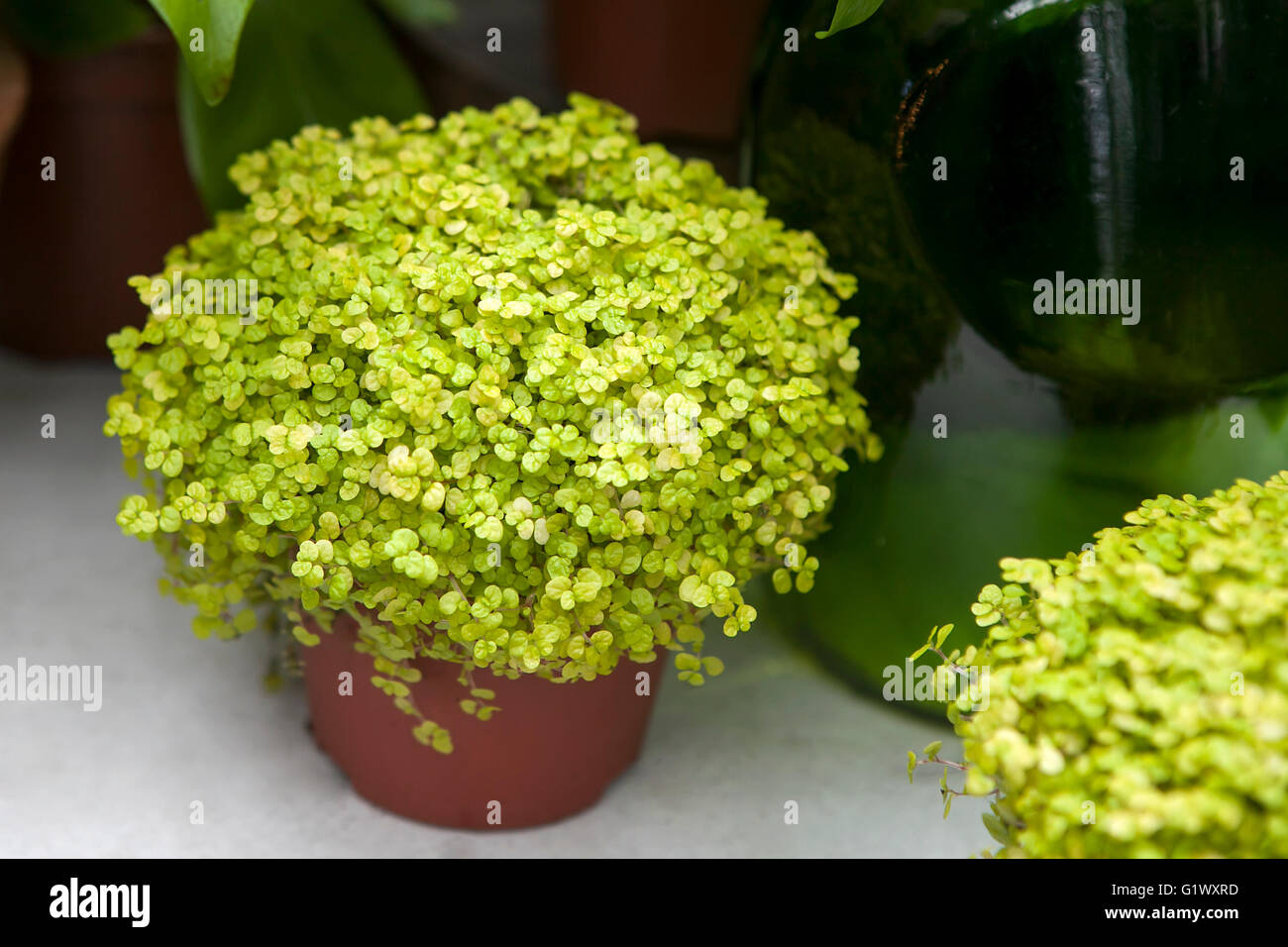 Soleirolia Soleirolii Syn Helxine Soleirolii Ou Les Larmes De Bebe Plante En Pot Photo Stock Alamy