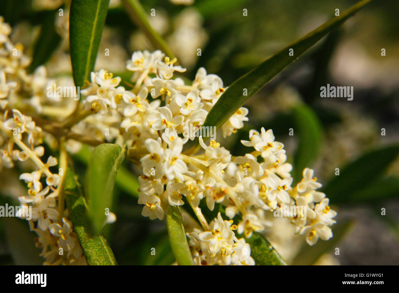 Olivier en fleurs Banque D'Images