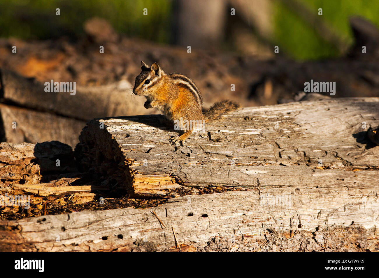 Le Tamia mineur Tamias minimus sur tronc d'arbre mort Montagne Signal Parc National de Grand Teton Wyoming USA 2015 Banque D'Images