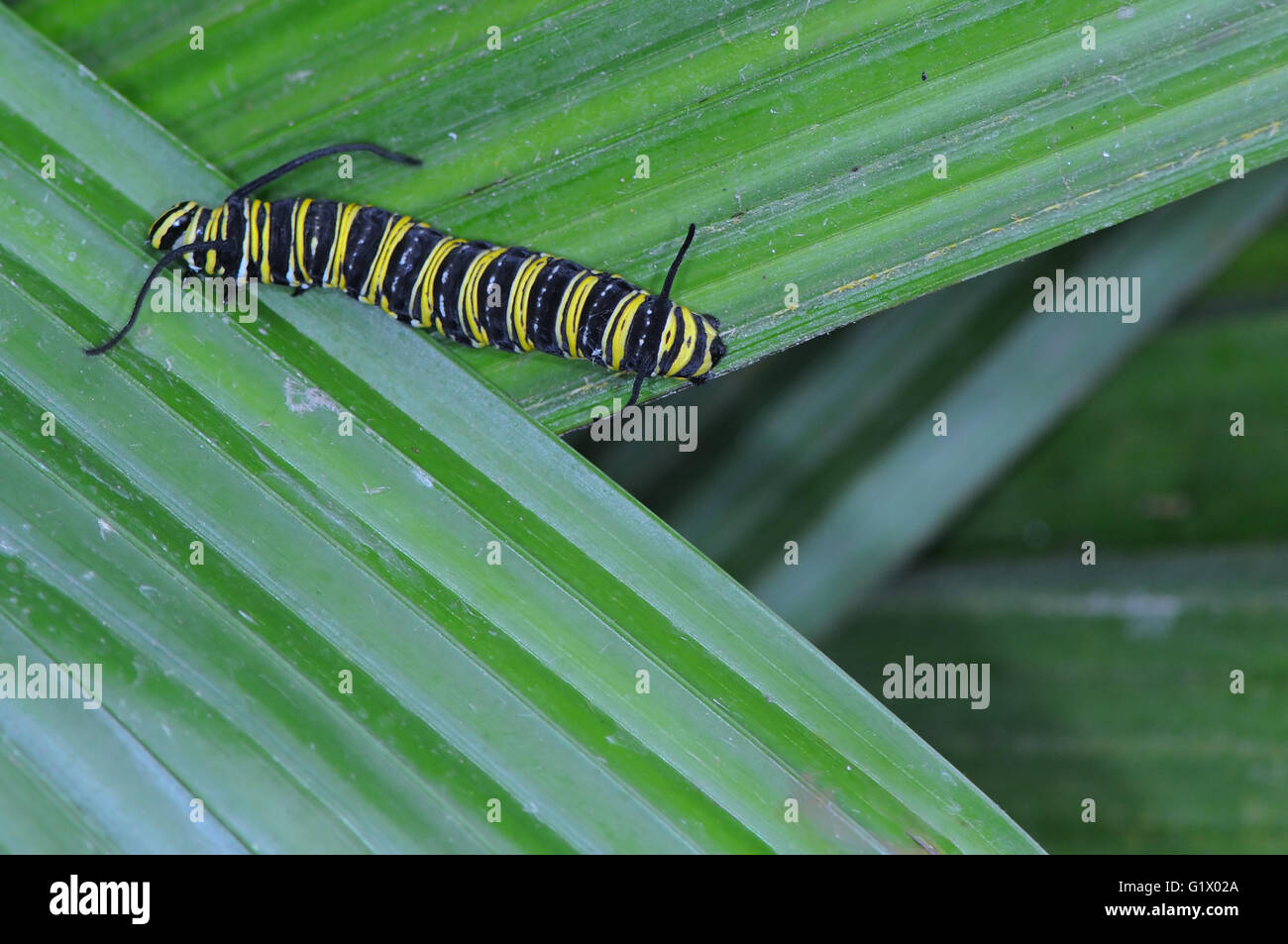 Caterpillar papillon marche sur Quitter Banque D'Images