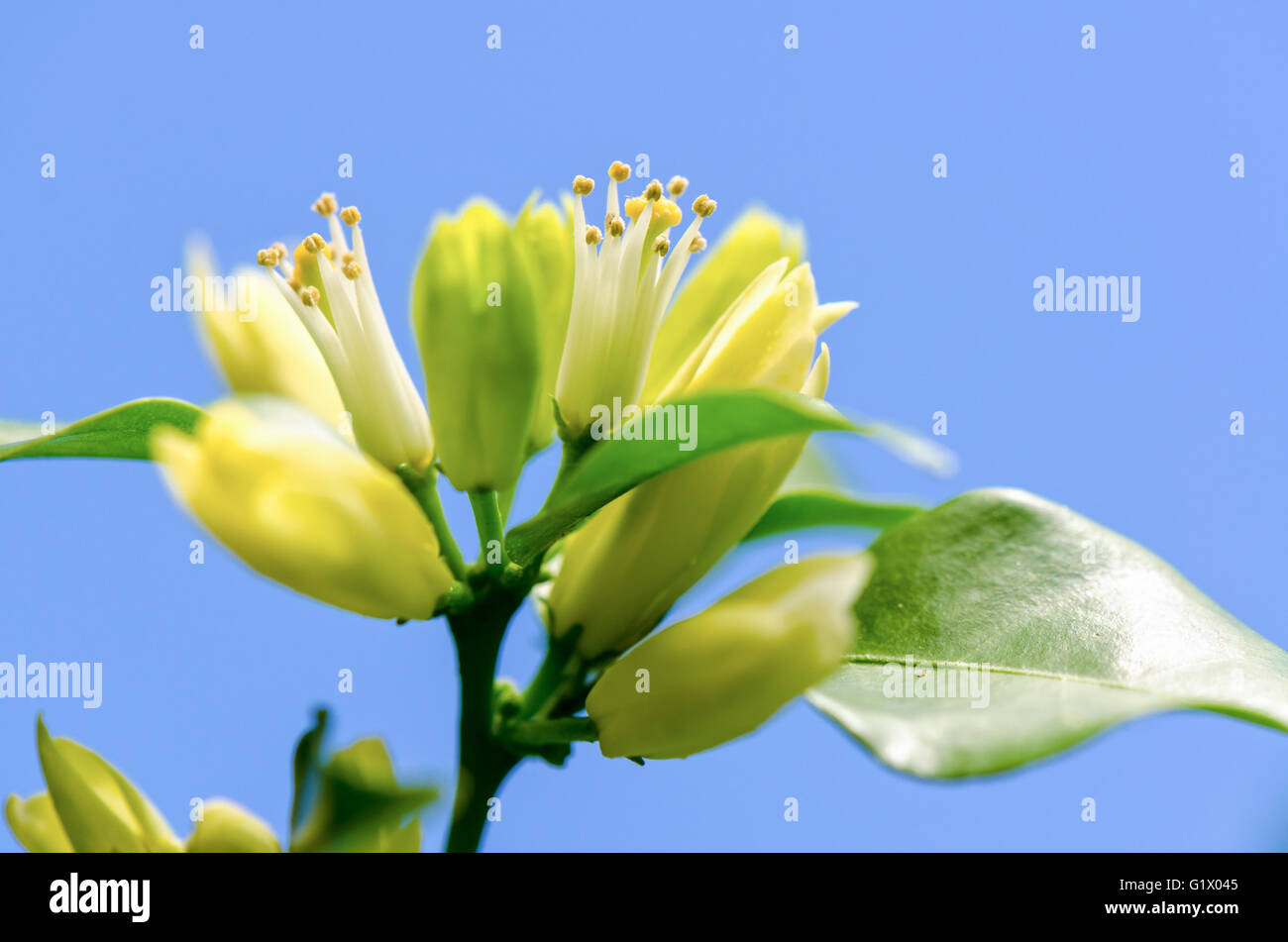 Le pollen des fleurs blanches de Murraya paniculata ou Orange Jessamine sur fond de ciel bleu Banque D'Images