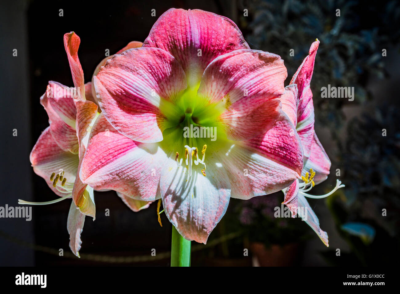 Amaryllis. La barbe à papa. Hippeastrum est un genre de 90 espèces et plus de 600 hybrides et les cultivars de plantes herbacées vivaces bu Banque D'Images