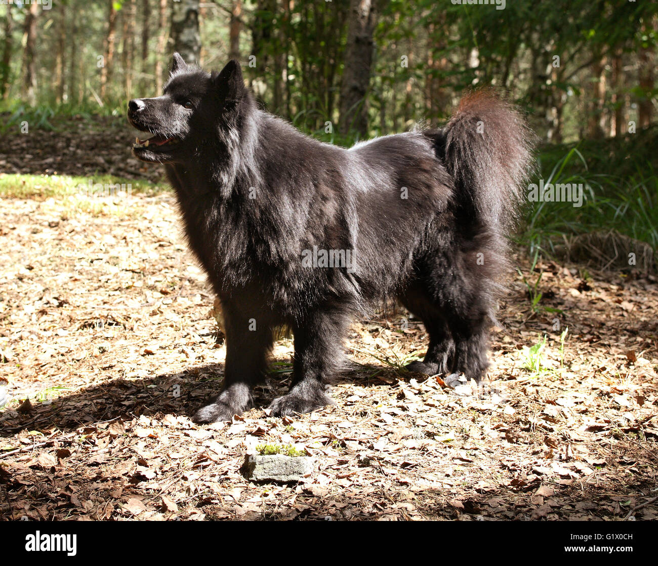 Lapphund suédois Banque D'Images