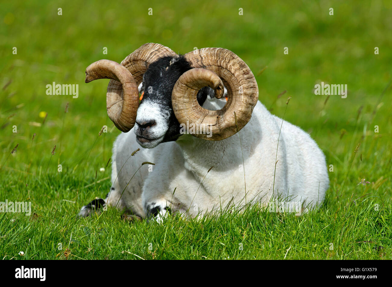 Scottish Blackface moutons, ram, île de Skye, Hébrides intérieures, Ecosse, Royaume-Uni Banque D'Images