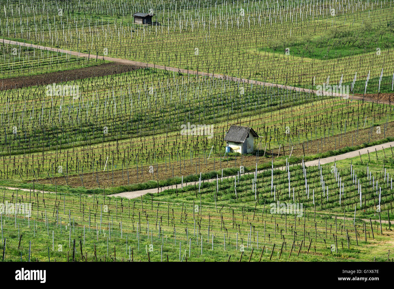 La viticulture, la vigne au printemps, Ladenburg, Bade-Wurtemberg, Allemagne Banque D'Images
