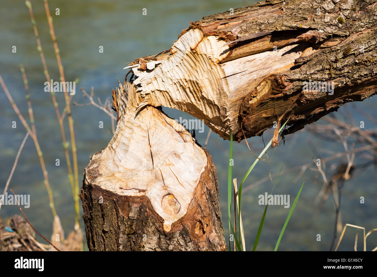 Dégâts de castor, arbre abattu par Beaver, l'Isar, Isarauen, Geretsried, Haute-Bavière, Bavière, Allemagne Banque D'Images