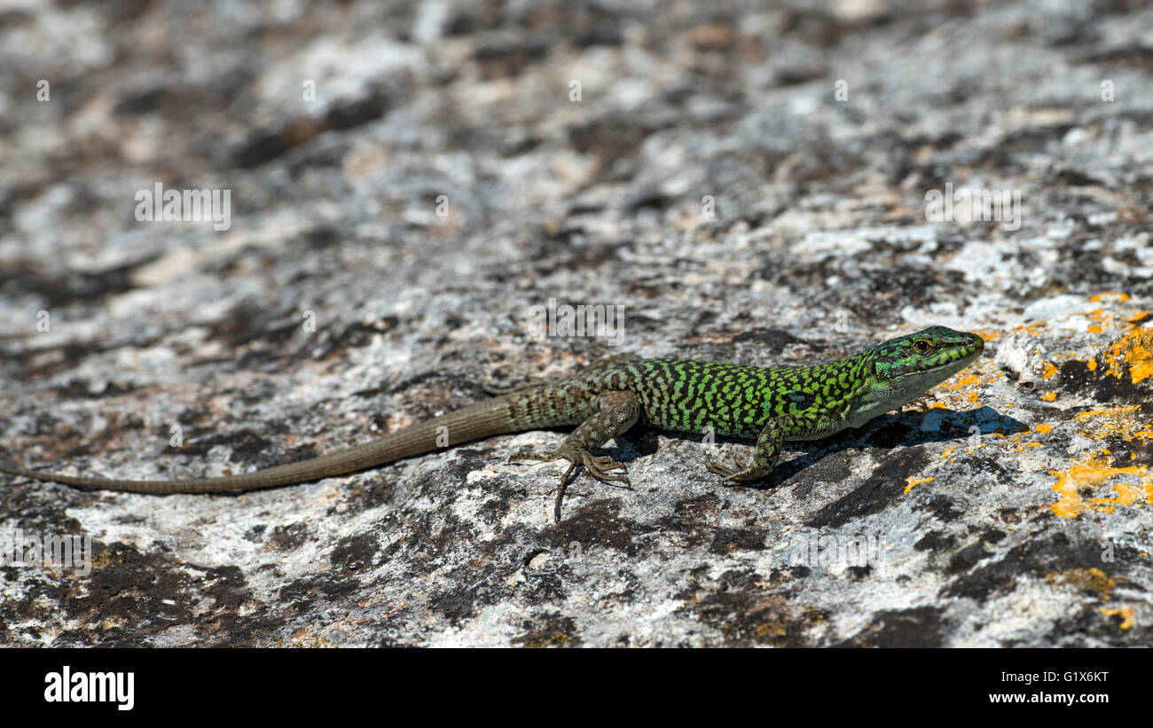 Lézard des murailles (Podarcis sicula) cettii, Sardaigne, Italie Banque D'Images
