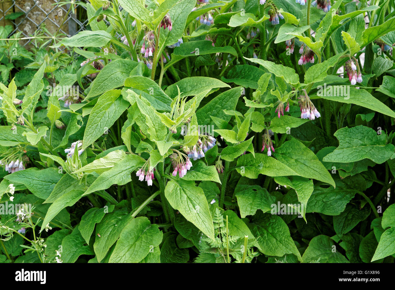 Consoude (Symphytum officinale) Banque D'Images