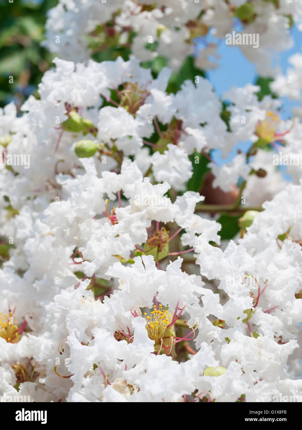Fleur de Lagerstroemia indica blanc(Crape myrtle) Banque D'Images