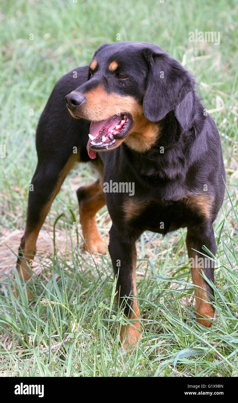 Chien de race suédoise Småland Banque D'Images