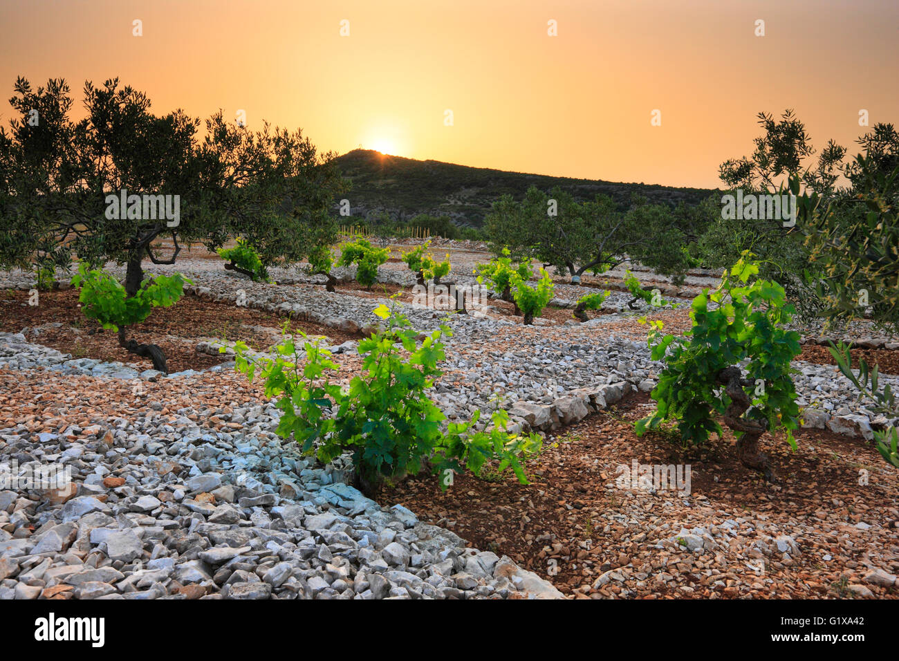 Vignoble au coucher du soleil en Dalmatie, Croatie. Banque D'Images