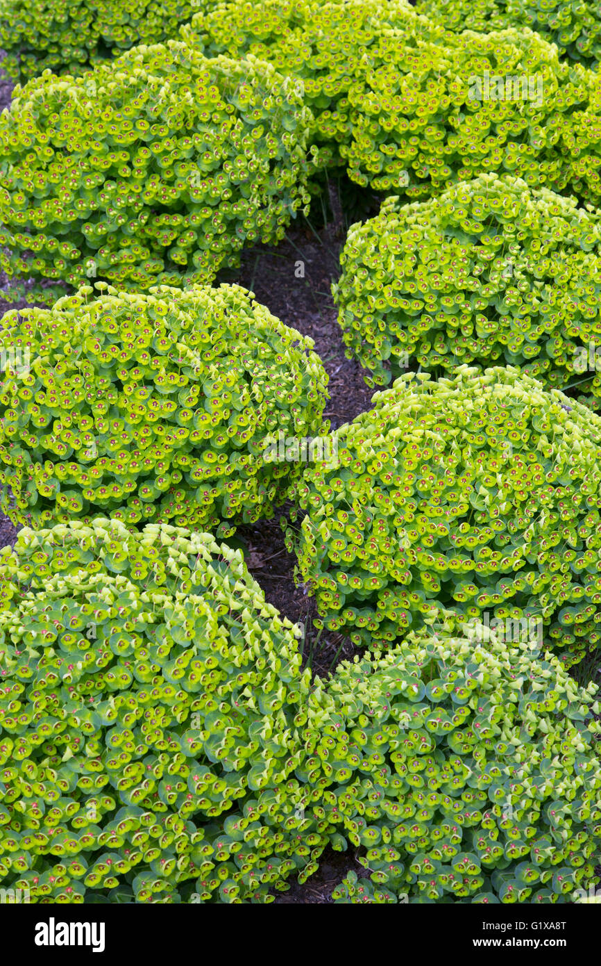 La nouvelle plantation d'Euphorbia x martinii 'Baby' en bordure de fleurs Banque D'Images