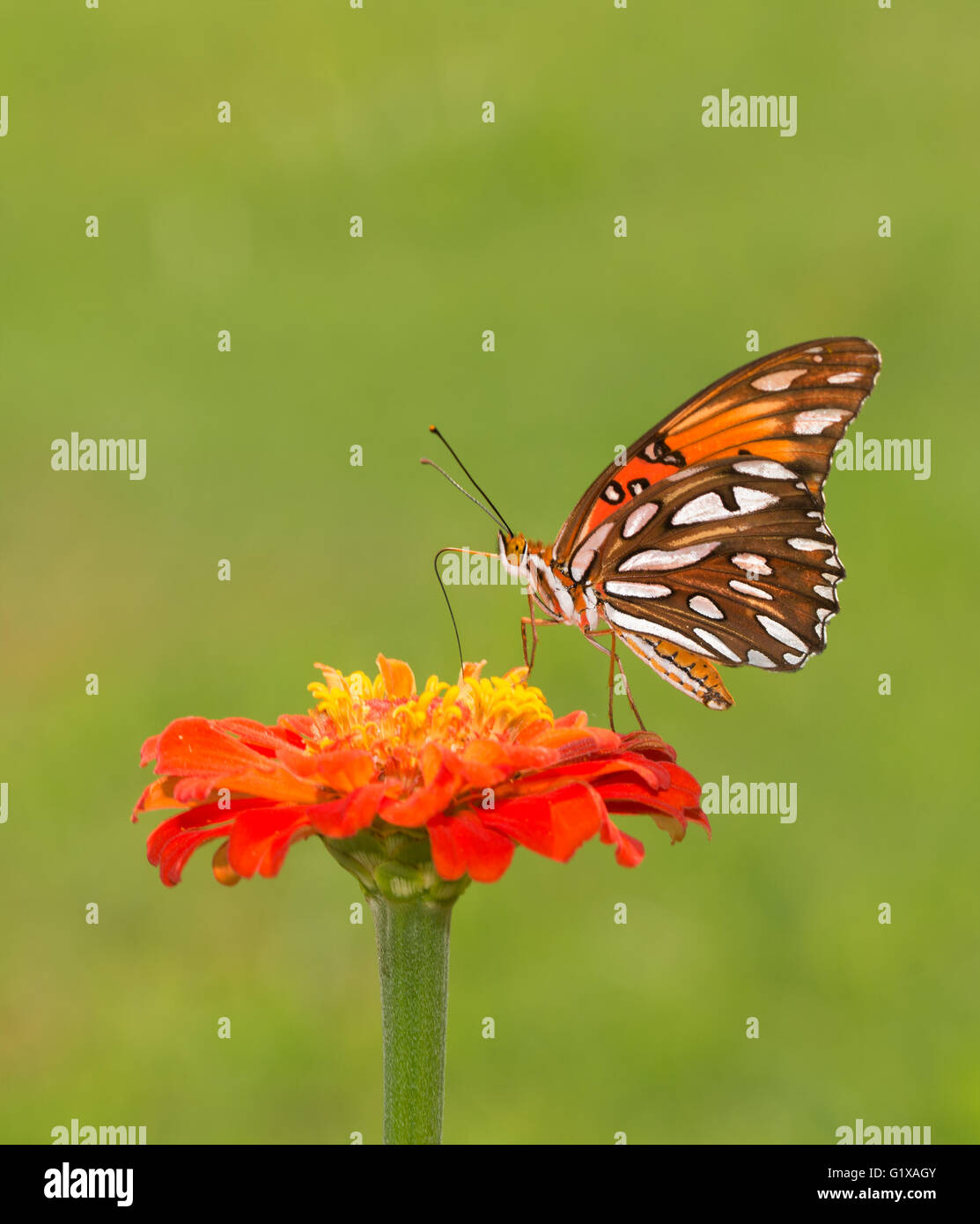 Magnifique Golfe Fritillary butterfly se nourrissant sur une fleur Zinnia orange contre green summer background Banque D'Images
