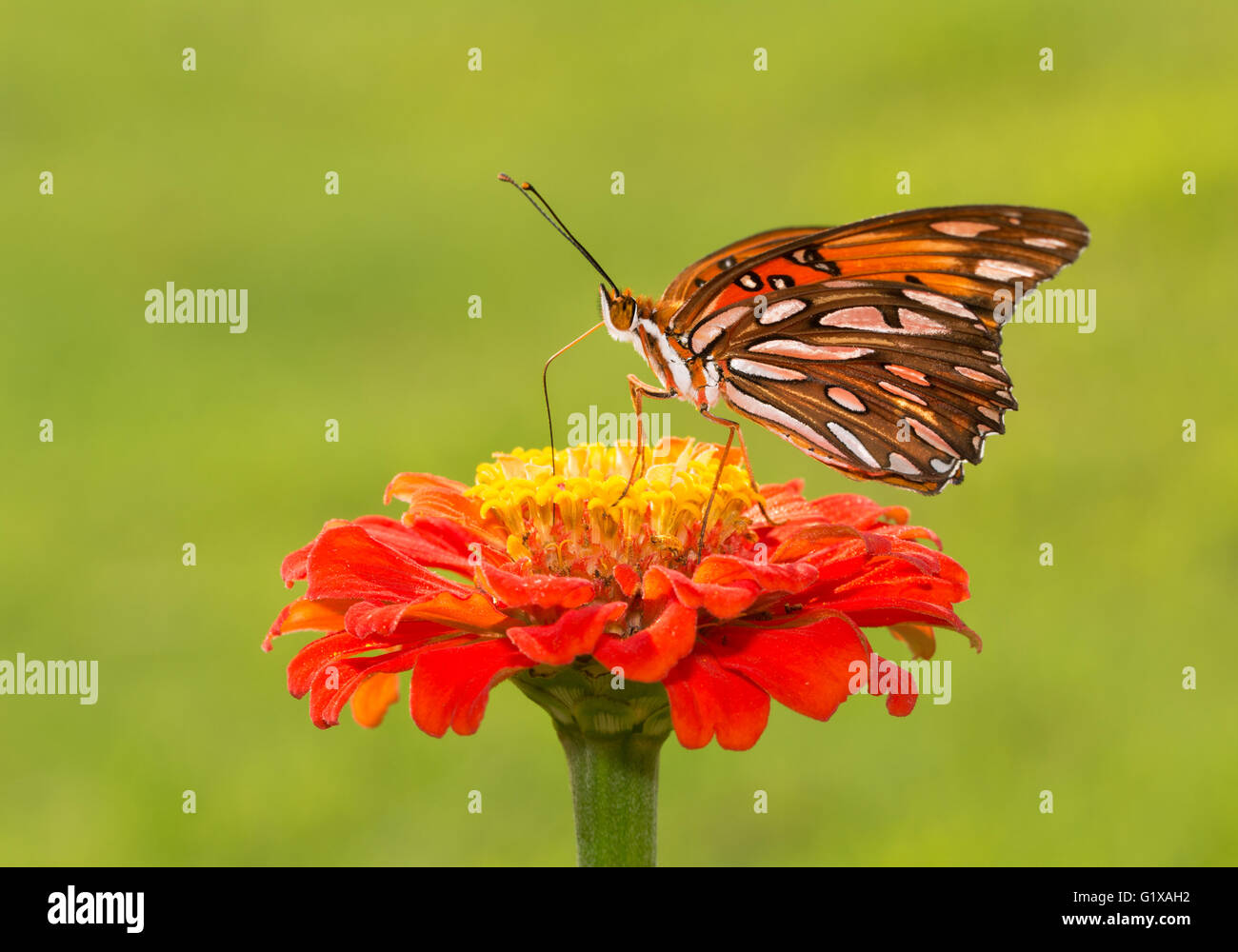 Gulf Fritillary papillon sur une fleur Zinnia orange profond contre l'arrière-plan vert d'été Banque D'Images