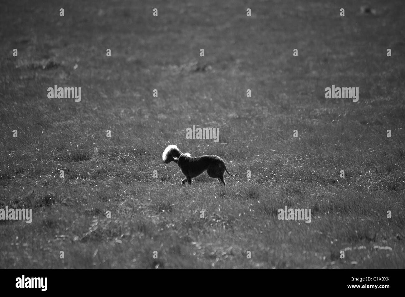 Bedlington Terrier Banque D'Images