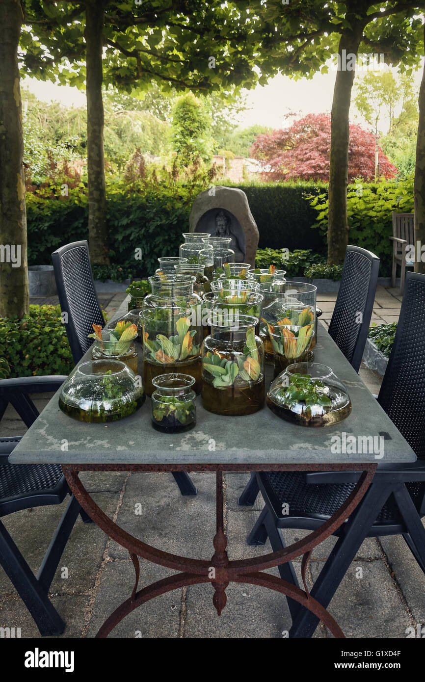 Des vases avec de l'eau plantes sur la table de jardin Banque D'Images