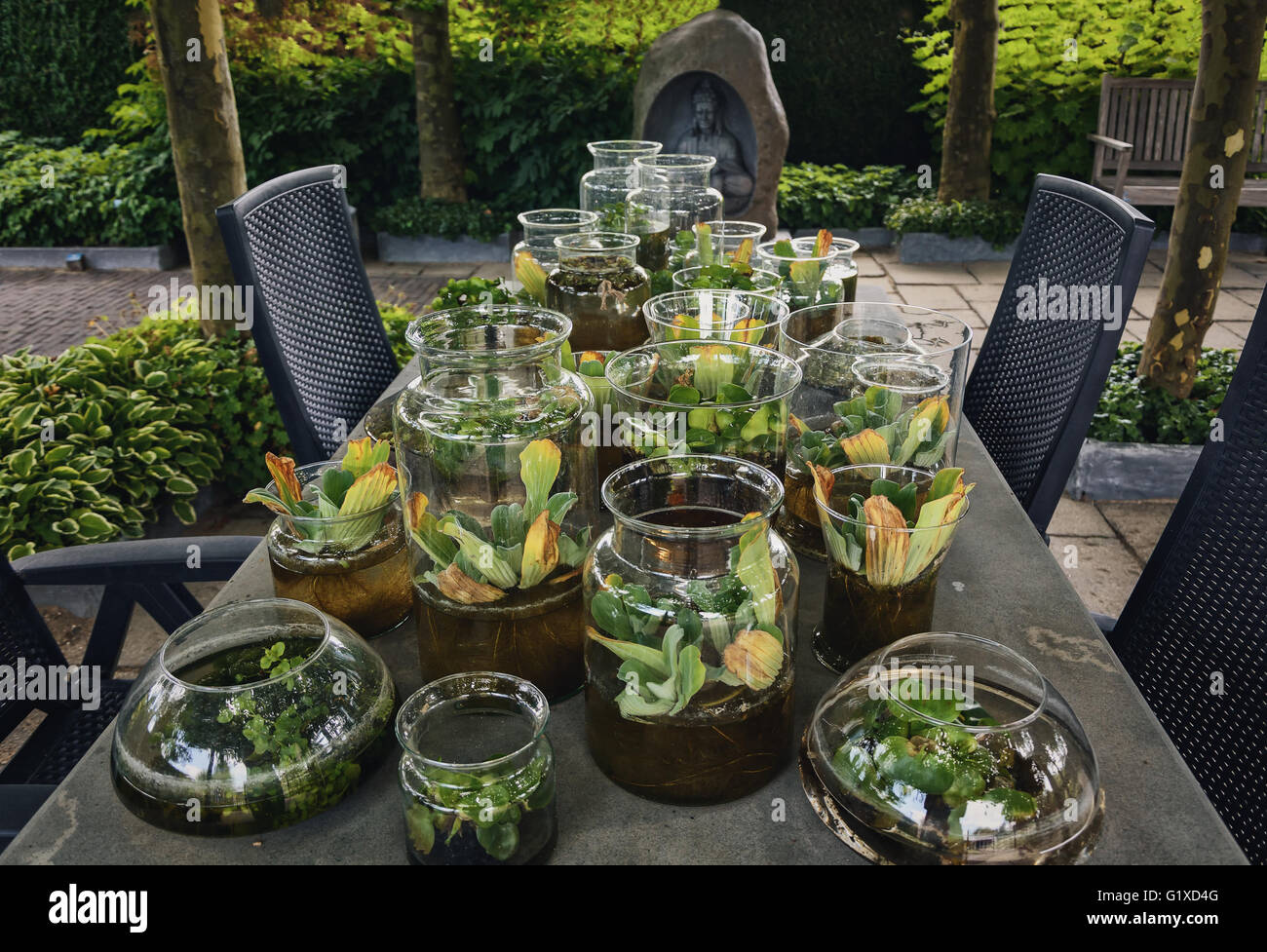 Des vases avec de l'eau plantes sur la table de jardin Banque D'Images