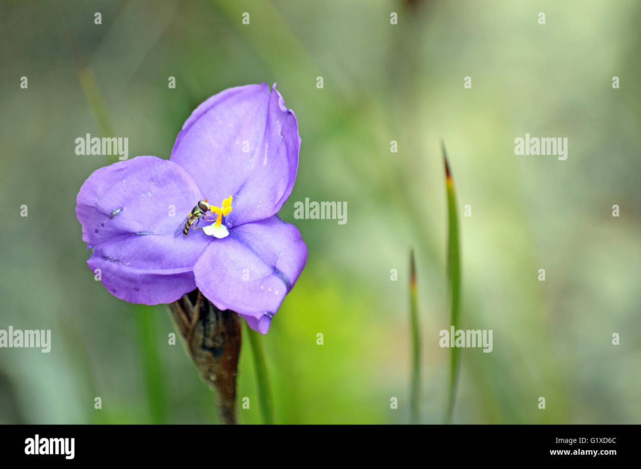 Petite Hover Fly pollinisant un Iris mauve Banque D'Images