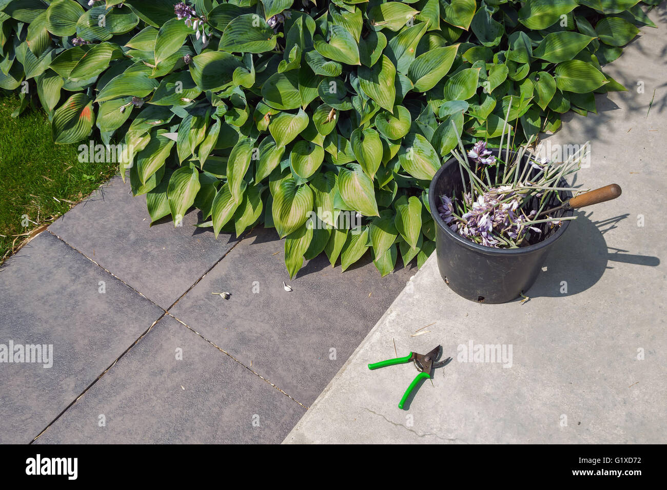 Les soins et l'entretien du jardin des plantes. Banque D'Images