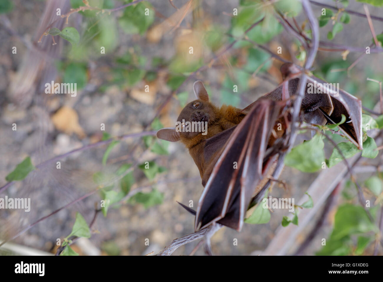 La moindre à nez court (Cynopterus brachyotis s fruit bat). Dans les feuilles au cours de la lumière du jour Banque D'Images