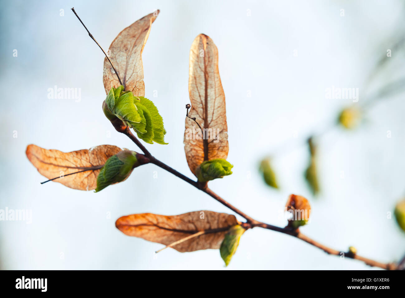 Nouvelles fraîches feuilles de l'arbre vert près de plus en plus vieux, sec, photo de fond naturel de la saison du printemps. Photo Gros Plan avec selective focus Banque D'Images