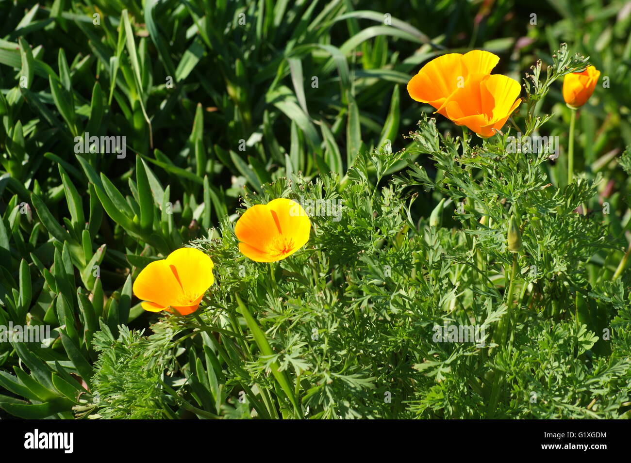 Coquelicots DE CALIFORNIE Banque D'Images