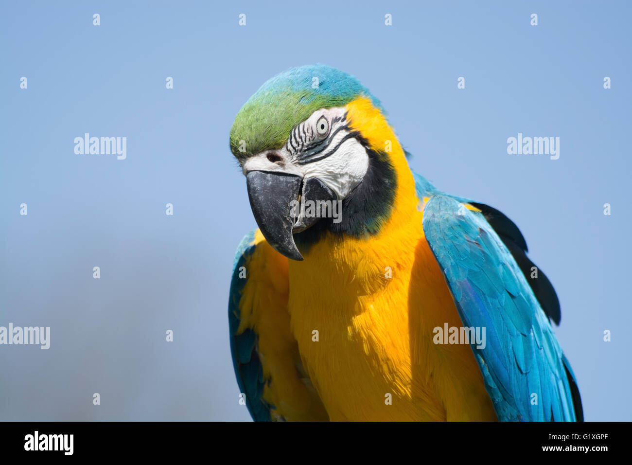 Portrait de bleu et jaune, de l'Ara appelé Ara ararauna. Banque D'Images