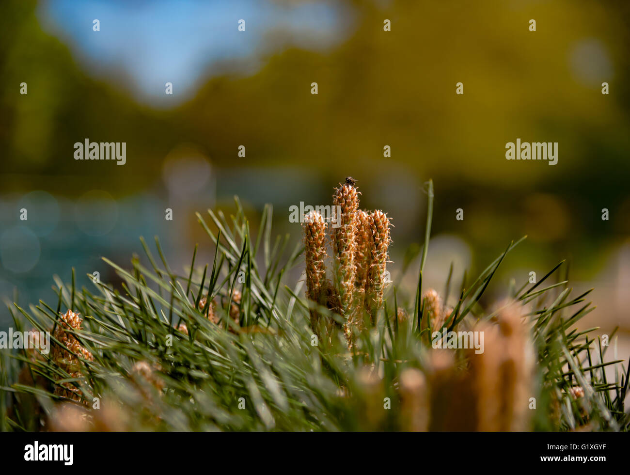 Aiguille de sapin composition des branches d'arbre Banque D'Images