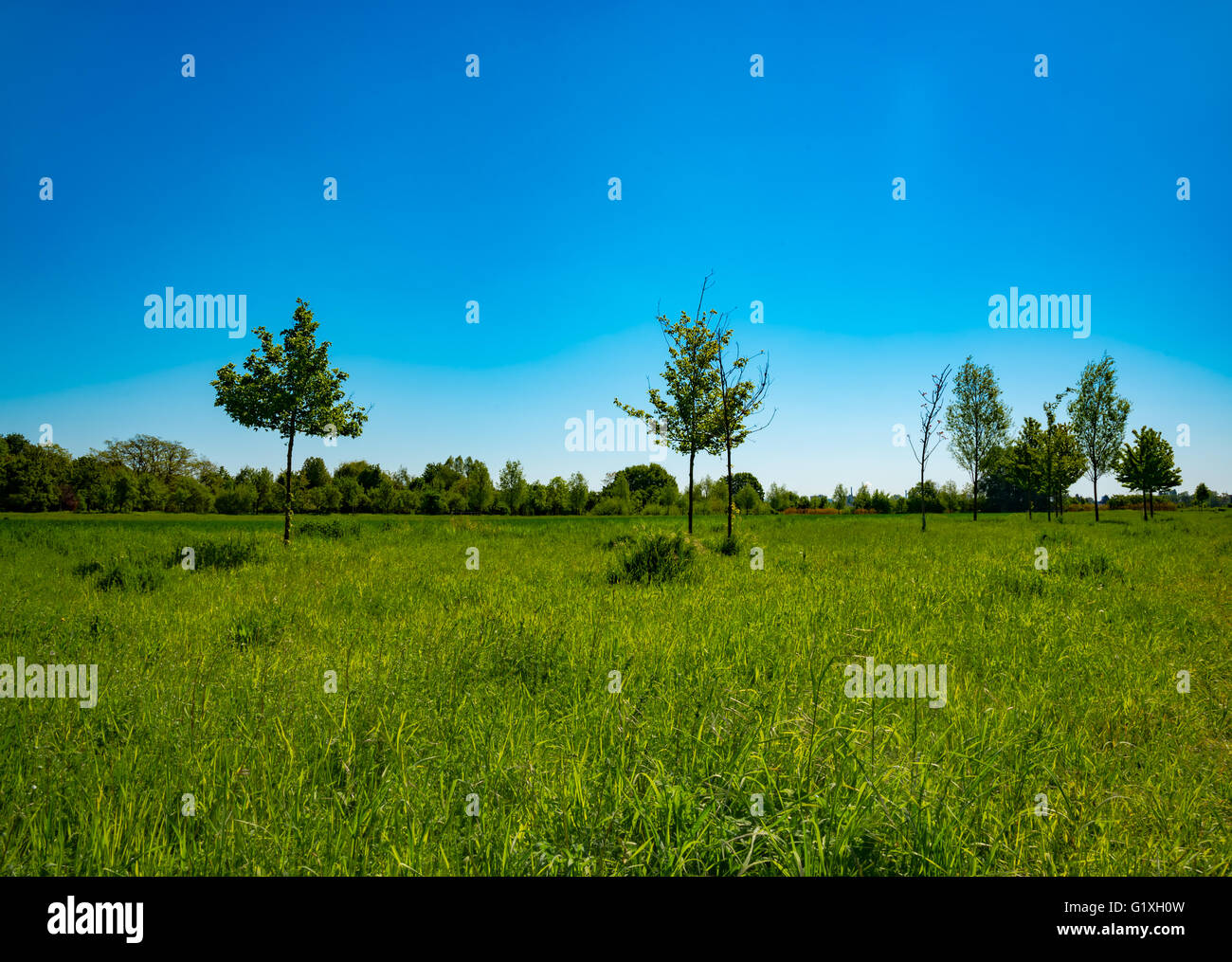 Green grass on meadow Banque D'Images