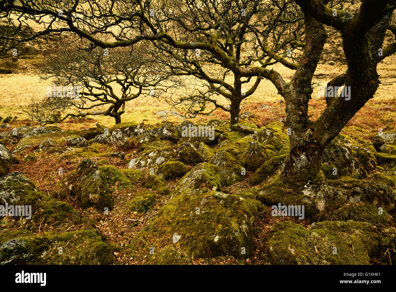 Wistman's Wood National Nature Reserve dans le Dartmoor, dans le Devon, Angleterre Banque D'Images