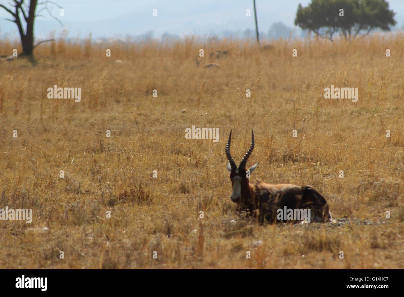 Deer in grass Banque D'Images