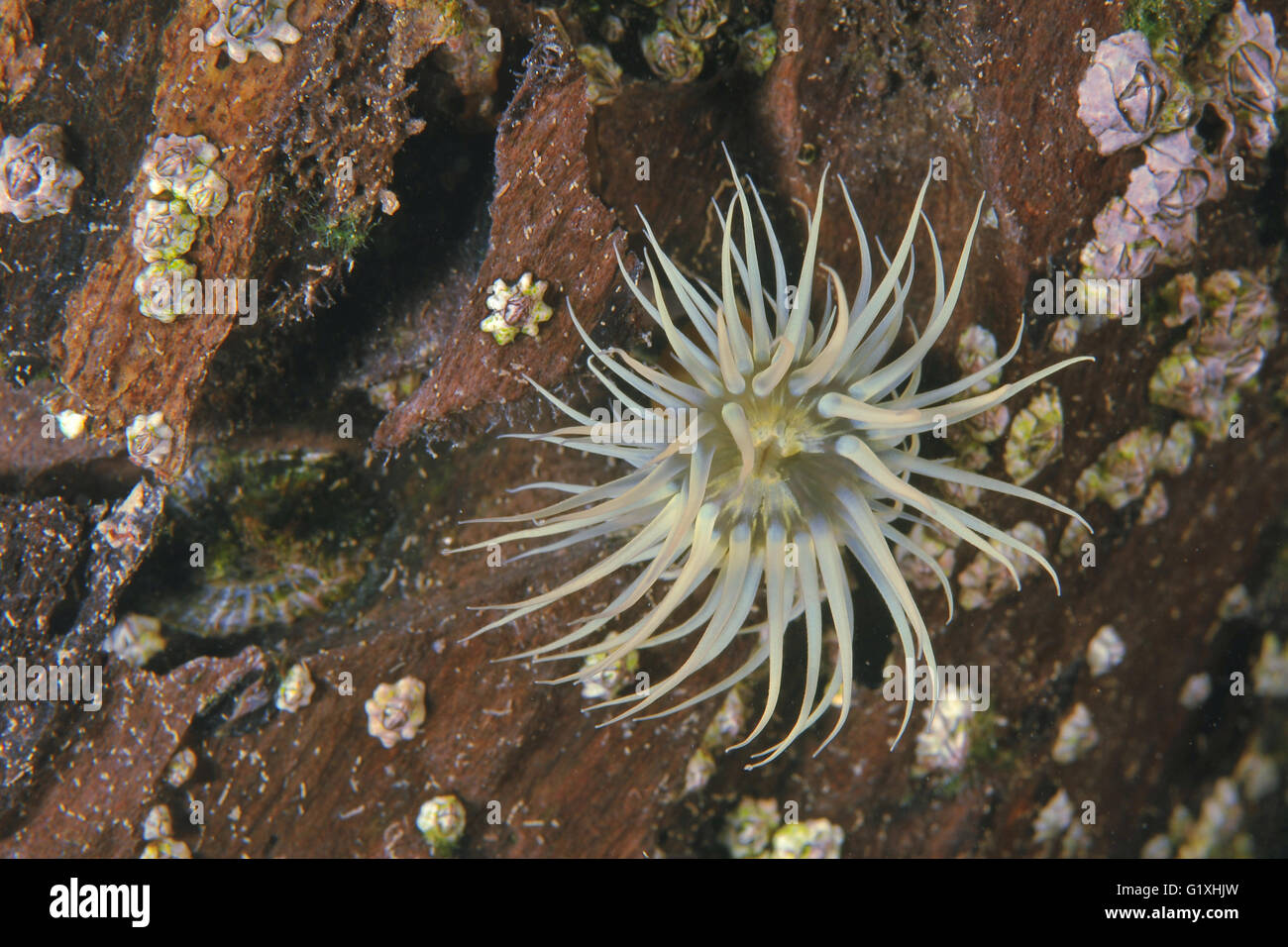 Anémone à rayures blanches sur bois Banque D'Images